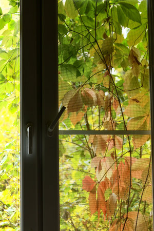 Window overgrown with thickets of grapes outside, view from the room, vertical