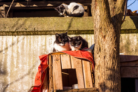 Street black and white kittens at the cat house