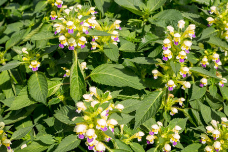 Thickets of plants Large-flowered hemp-nettle (Edmonton hempnettle, Galeopsis speciosa), Order...