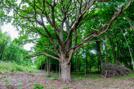 Old thick oak with a big spreading crown