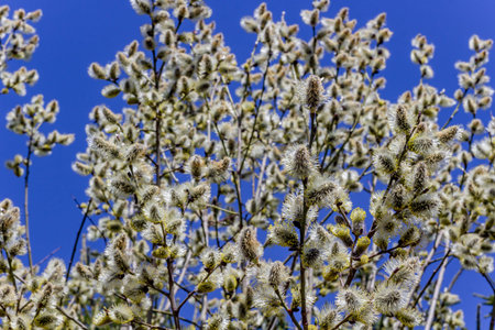 Willow buds blooming in early spring