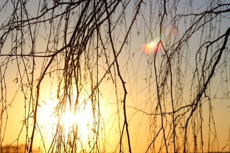Background from the hanging branches of a birch in April against the background of the evening sun