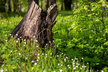 A fragment of a picturesque spring meadow with an old stump and a blooming addersmeat (Stellaria holostea or greater stitchwort)の写真素材
