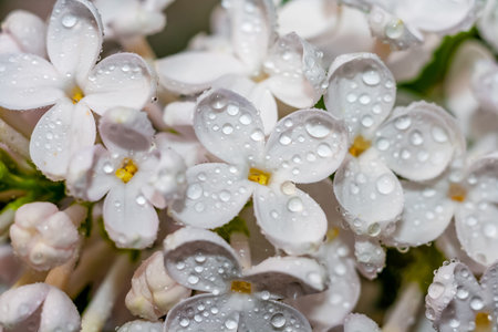 White lilac flowers in drops of water close-upの写真素材