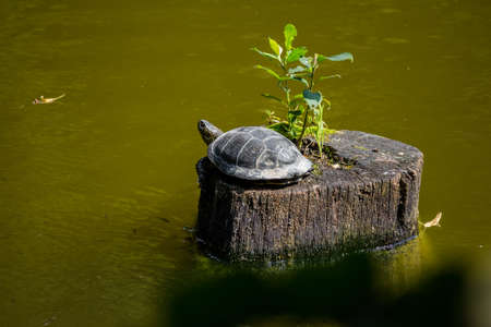 European pond turtle (Emys orbicularis) basking in the sun on a pondの写真素材