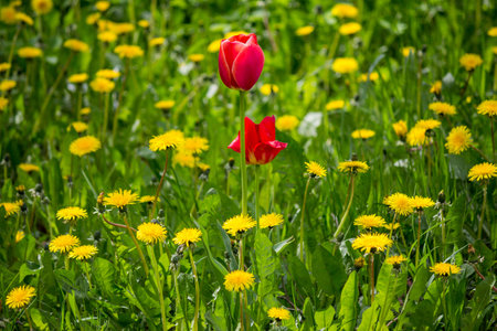 Red tulips among yellow dandelions, garden flowers in the middle of the wildの写真素材