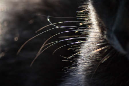 Cat mustache in the sun close upの写真素材