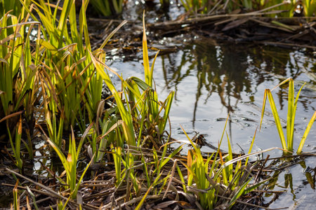 Thickets of grass and water in a swamp