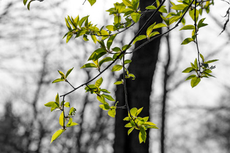 Bright green foliage on a gray ambient background. The beginning of spring vegetation of trees