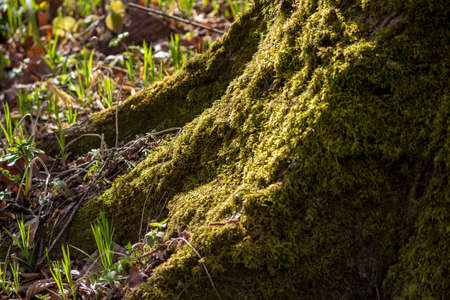 Green moss growing on a treeの写真素材