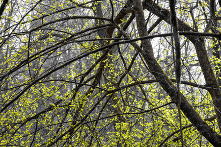 Bright green foliage on a gray ambient background. The beginning of spring vegetation of treesの写真素材