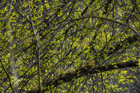 Bright green foliage on a gray ambient background. The beginning of spring vegetation of trees