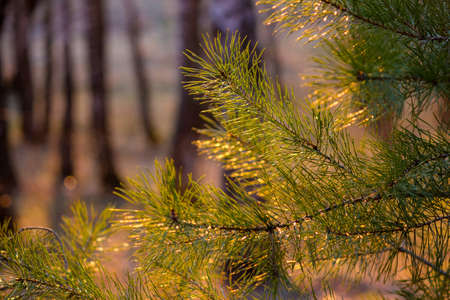 Beautiful background of pine branchesの写真素材