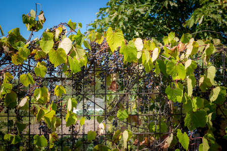 Decorative grapes on the fence, hedges on a summer cottageの写真素材