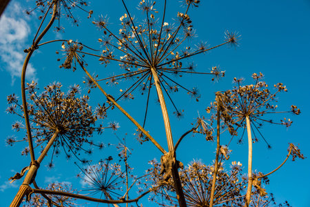 Dry stems and umbrellas with seeds of a poisonous plant Sosnowsky's hogweed (Heracleum sosnowskyi)