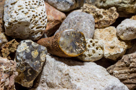 A collection of fossilized fossil sponges and corals. Carboniferous period. Kaluzhskiy region, Russiaの写真素材