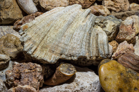 A collection of fossilized fossil sponges and corals. Carboniferous period. Kaluzhskiy region,...