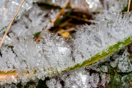 Growths of crystalline hoarfrost on grass macro