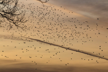 Flock of birds in the evening sky, view from behind tree branches