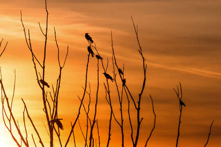 Birds on tree branches against the backdrop of a bright beautiful sunsetの写真素材