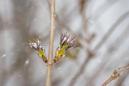 Early vegetation of plants and trees and snowfallの写真素材