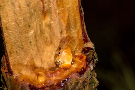 Accumulating pine resin on a broken treeの写真素材