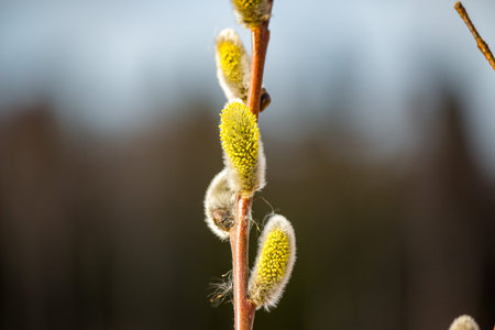 Bright yellow willow catkins close-up