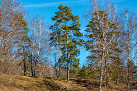 Green pines among birches in early springの写真素材