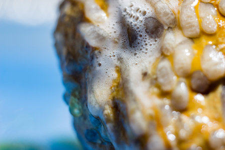 Fossil coral treatment with hydrochloric acid. The reaction of hydrochloric acid and carbonate rockの写真素材