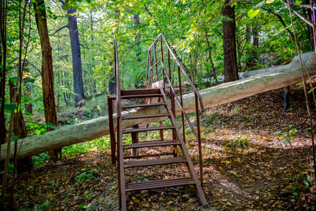 Stairway through heating pipes in the forestの写真素材
