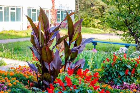 Bright flower bed on the territory of the sanatoriumの写真素材