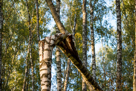 Broken birch in the grove