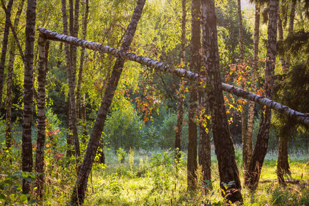 Birch grove bathed in sunlight on a summer day, beautiful landscape. Fallen birch