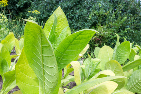 Leaves of Lettuce in the vegetable gardenの写真素材