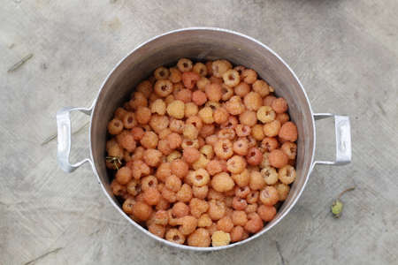 The Collected raspberries in a pan, harvestの写真素材