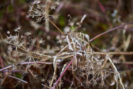 Umbelliferae (Apiaceae) plants covered with ice. Consequences of freezing rain