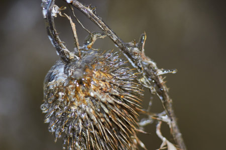 Thorn of the plant plume thistles covered with ice growths after freezing rain