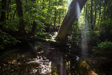 A tree growing in the middle of a forest river and sunlight penetrating into the forest