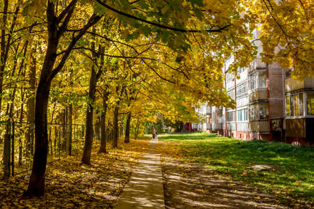 Golden Autumn in the city in Octoberの写真素材