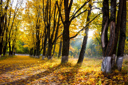 Maple alley on a sunny morning, Beautiful golden autumn. A lot of fallen leavesの写真素材