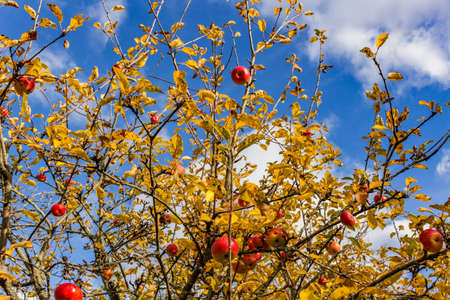 Apple tree with yellowed leaves and red apples on the branchesの写真素材
