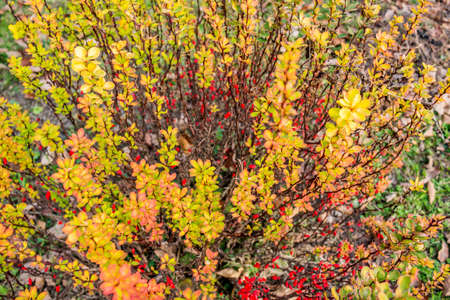 Barberry bush with red berriesの写真素材