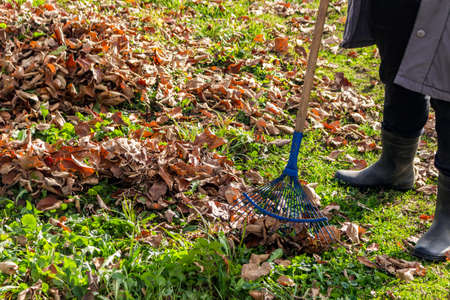 Cleaning dry fall foliage with a rakeの写真素材