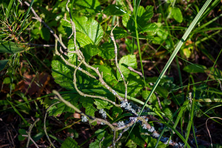 Dry branch in green grass and leaves. Forest abstraction
