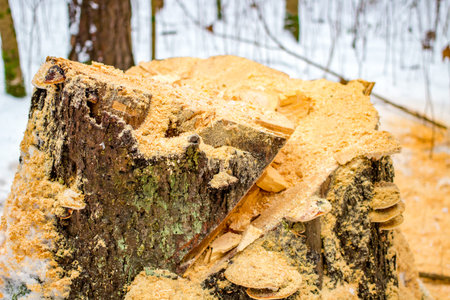 The felled old spruce in the winter forest
