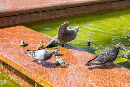 KALUGA, RUSSIA - AUG. 2017: Birds at the fountain, near Teatralnaya Square in Kaluga, Russiaのeditorial素材