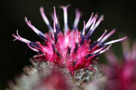 Inflorescence of woolly burdock (Arctium tomentosum), red flowers macroの写真素材