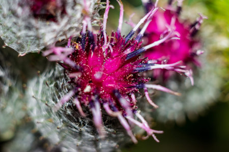 Inflorescence of woolly burdock (Arctium tomentosum), red flowers macroの写真素材