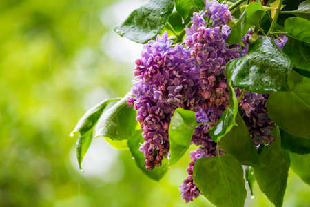 Bright purple lilac in the rainの写真素材