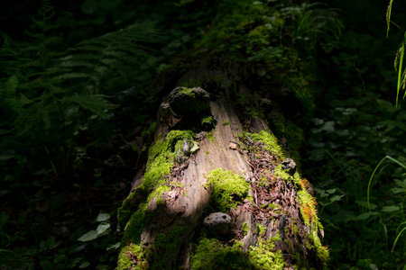 Sunlit moss covered fallen tree in shady forestの写真素材